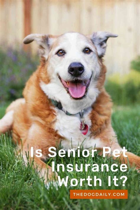 pet insurance for senior dogs.